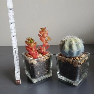 Two fake succulents